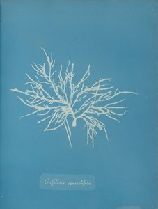 Griffithsia equisetifolia, ca. 1853 da Anna Atkins