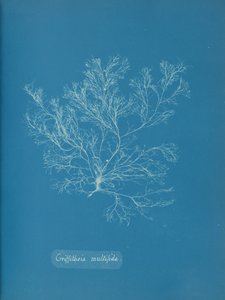 Griffithsia multifida, ca. 1853