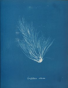 Griffithsia setacea, ca. 1853 da Anna Atkins