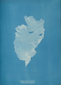 Kalymenia dubyi da Anna Atkins