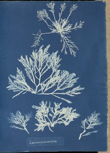  da Anna Atkins