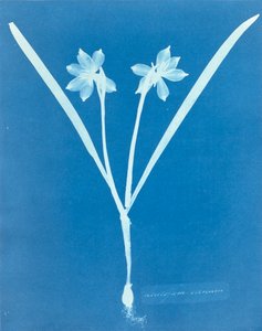 Leucojam Varium da Anna Atkins