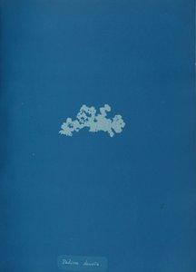 Padina deusta, ca. 1853 da Anna Atkins
