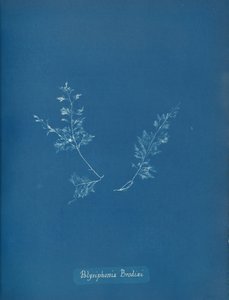 Polysiphonia Brodiæi da Anna Atkins