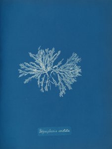 Polysiphonia cristata da Anna Atkins