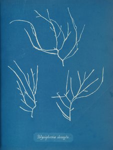 Polysiphonia elongata da Anna Atkins