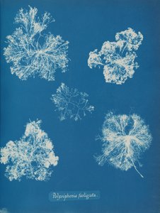 Polysiphonia fastigiata da Anna Atkins
