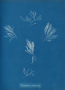 Polysiphonia fruticulosa, ca. 1853 da Anna Atkins
