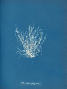Polysiphonia nigrescens