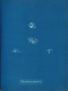 Polysiphonia parasitica da Anna Atkins