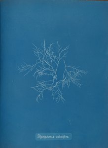 Polysiphonia subulifera, ca. 1853