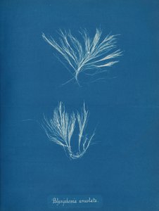 Polysiphonia urceolata, ca. 1853 da Anna Atkins