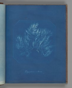 Polysiphonia violacea da Anna Atkins