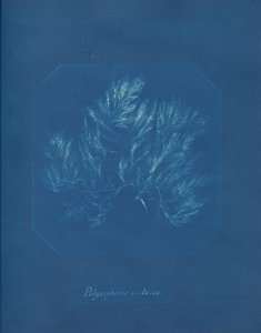 Polysiphonia violacea da Anna Atkins