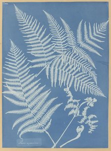 Pteris aquilina da Anna Atkins