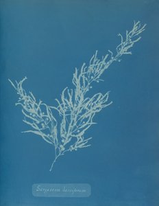 Sargassum bacciferum, ca. 1853 da Anna Atkins