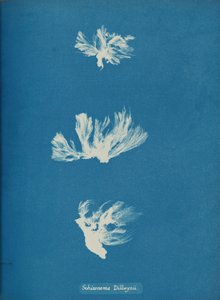 Schizonema Dillwynii da Anna Atkins