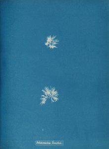 Schizonema Smithii, ca. 1853 da Anna Atkins