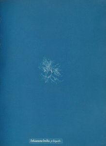 Schizonema Smithii, ß torqata, ca. 1853