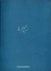 Schizonema Wyattiæ, ca. 1853 da Anna Atkins
