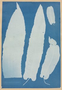 Scolopendrium Vulgare, 1852-1854 da Anna Atkins