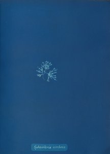Sphacelaria cirrhosa, ca. 1853 da Anna Atkins