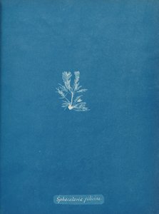Sphacelaria filicina da Anna Atkins