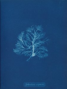 Sphacelaria scoparia, ca. 1853