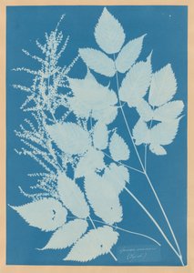  da Anna Atkins