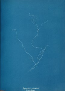 Sporochnius rhizodes ß paracloxa, ca. 1853 da Anna Atkins