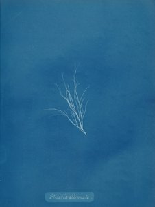 Striaria attenuata, ca. 1853