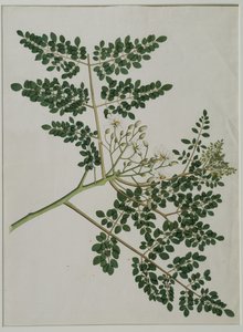 Moringa oleifera, anche chiamato albero di rafano o albero di tamburo da Anna Maria Jones