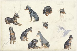 Studi di un cane