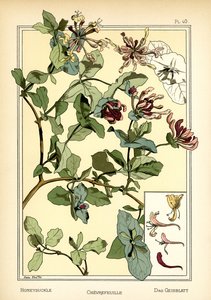 Il caprifoglio da Anna Martin