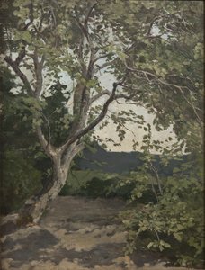 Studio di un albero