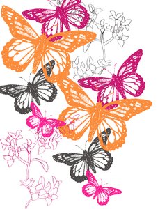 Farfalla