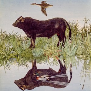 Riflettendo, 2004 (acrilico) da Anna Pugh