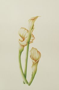Giglio Arum, 2001 da Annabel Barrett