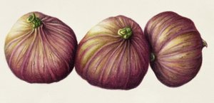 Fichi, 2001 da Annabel Barrett