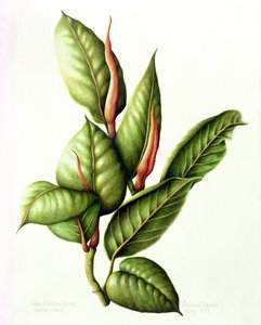 Pianta di Gomma, 1999 da Annabel Barrett