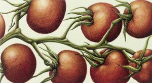 Vite di Pomodoro, 1999 da Annabel Barrett