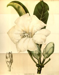 Fagraea imperialis da Annales Musei botanici lugduno batavi