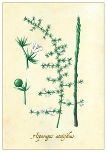 Asparagus acutifolius da Annalisa Morrocco