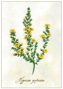 Hypericum perforatum, 2015 da Annalisa Morrocco