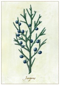 Juniperus, 2015 da Annalisa Morrocco