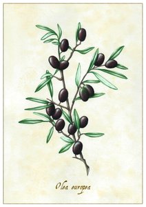 Olea europea da Annalisa Morrocco