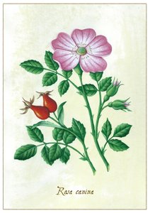 Rosa canina da Annalisa Morrocco