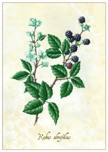 Rubus ulmifolius da Annalisa Morrocco