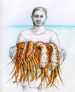 Aragosta spinosa