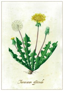 Taraxacum officinale da Annalisa Morrocco